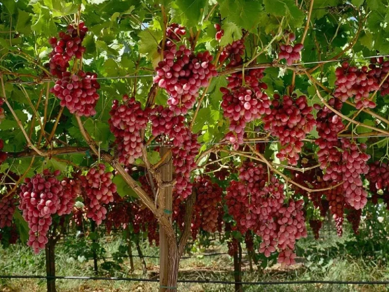 Crimson Grapes