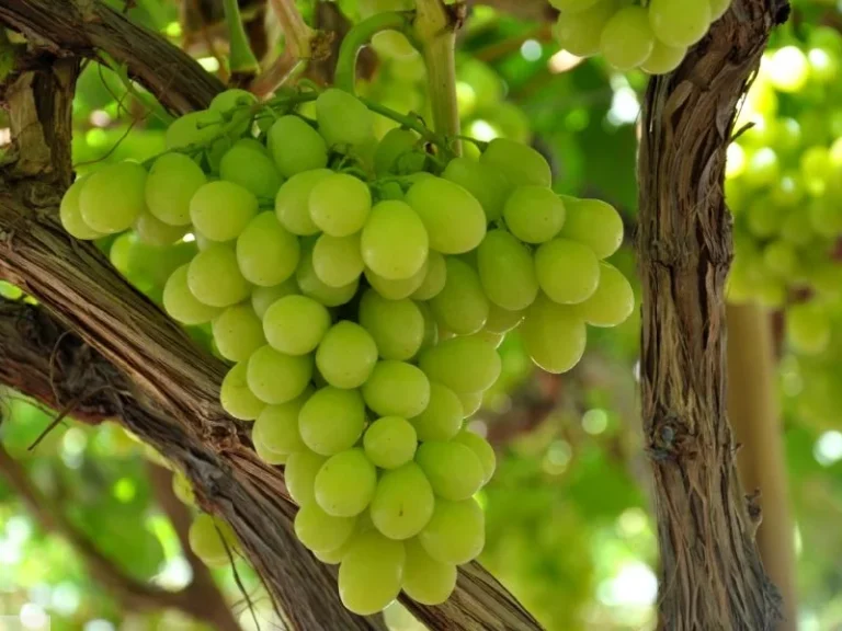 Early Sweet Grapes