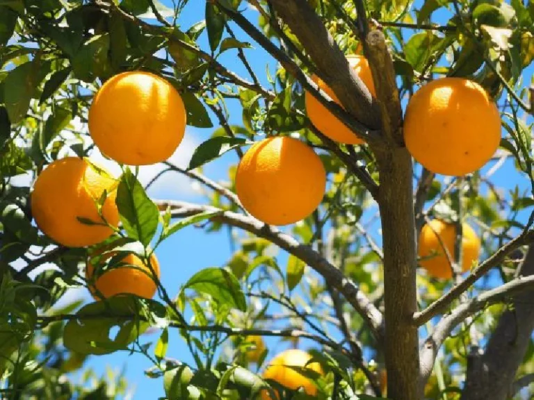 Lane Late Navel Orange