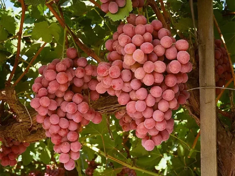 Red Globe Grapes