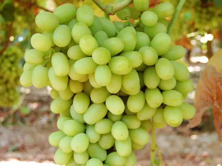 Thompson Grapes