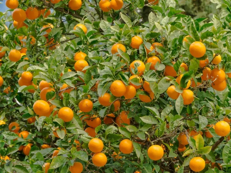 Valencia Orange