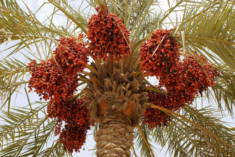 Zaghloul Dates