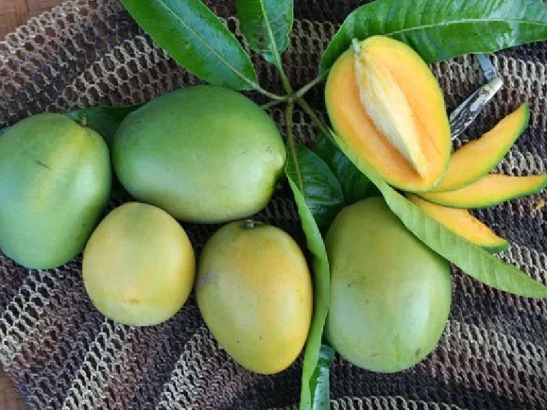 Zebdya Mango